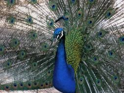 peacock is a royal bird