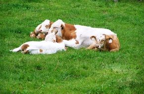 Cows with calves lying on green meadow