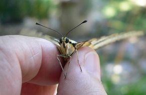 Butterfly in hand