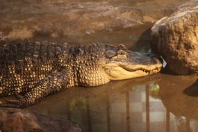 relaxed alligator in the evening