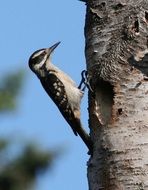 striped woodpecker on a birch