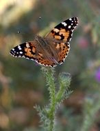 wild butterfly on the thistle