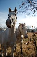 two white horses in nature