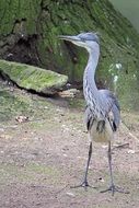 grey heron at the foot of a green tree