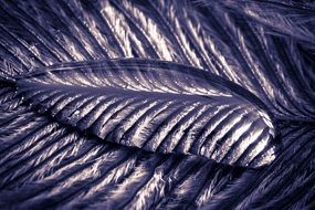 transparent water drop on the feather