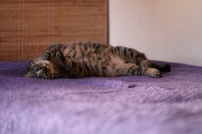 Gata cat resting