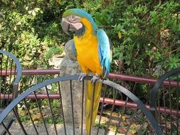 Parrot in the zoo