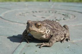 frog on a metal circle