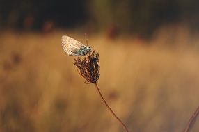 butterfly on the withered flower