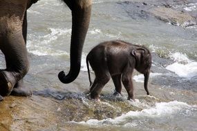 elephant by the water