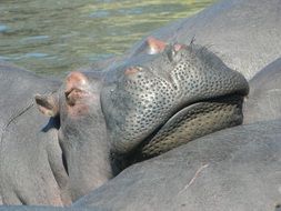 lazy Hippo in South Africa closeup