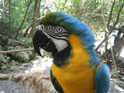 Parrot Bird Blue Yellow Eye