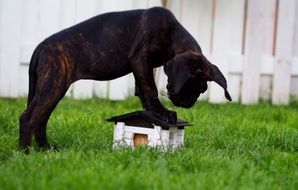 Cane corso Dog is in the garden