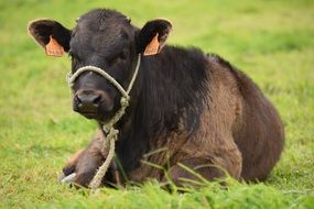 Cattle Animal at pasture portrait