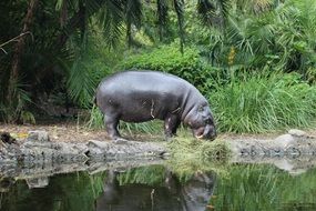 hippopotamus on the shore