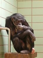 Caught chimpanzee in the zoo
