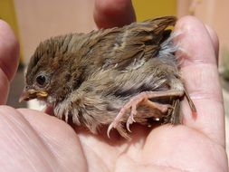 sparrow chick on the palm