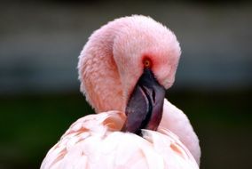 closeup of a pink flamingo