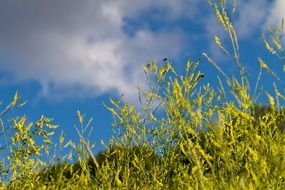 green Grass and blue Sky scene