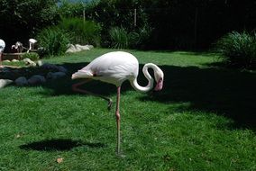 Natural White Flamingo Bird