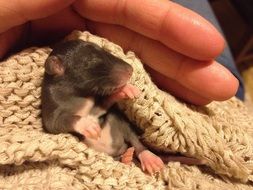 young rodent on the bedspread