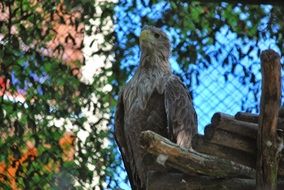 White-tailed eagle on the wood