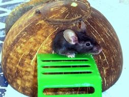 small Mouse Mammal