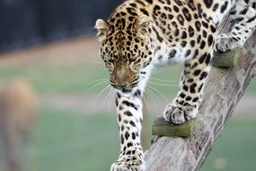 powerful leopard
