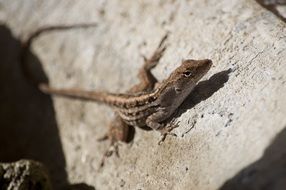 lizard on a stone on a sunny day