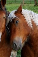 head of brown Horse with white mane