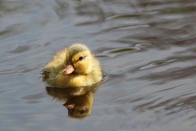 Small cute baby duck