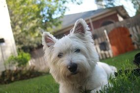 terrier puppy lies on green grass