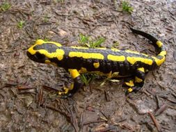 Fire Salamander on wet ground