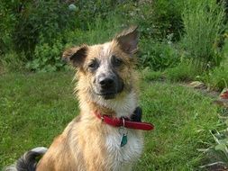 Wet fur dog in a garden