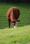 Picture of Cattle on a farm