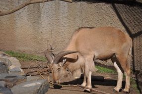 domestic Barbary Sheep on the farm