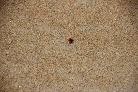 Lady Bug Beach Bug Sand Insect