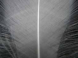 middle of bird feather close up