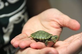 cute small Turtle in hands closeup on a blurred background