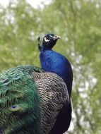 Peacock Bird