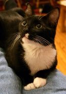 Tuxedo Cat looking up