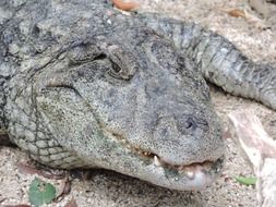 Wild Alligator