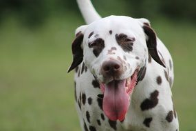 Dalmatians Dog closeup
