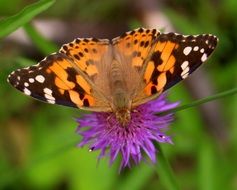 Colorful butterfly on the beautiful violet flower