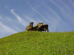 three cows on top of a green hill