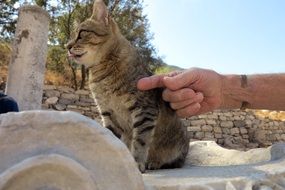 man stroking a cat