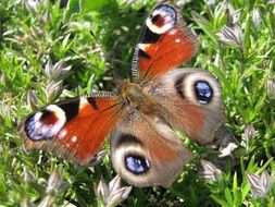 colorful peacock Butterfly on green plants