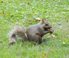 grey squirrel with bushy tail