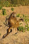 Baboon monkey in the wildlife