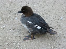 little duck on asphalt
